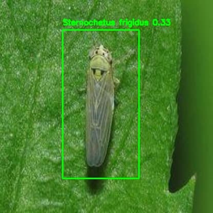 A crop pest found by the detector, with its bounding box and confidence