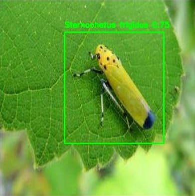 A crop pest found by the detector, with its bounding box and confidence
