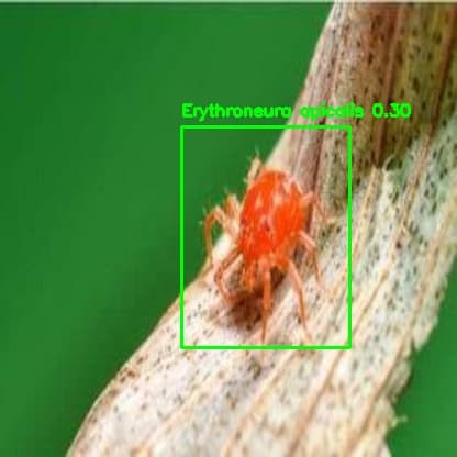 A crop pest found by the detector, with its bounding box and confidence